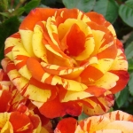 Oranges and Lemons / Оранжис енд Лемонс